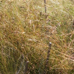 Themeda triandra (Kangaroo Grass) at Watson, ACT - 9 Dec 2020 by waltraud