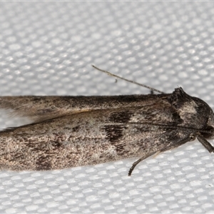 Oenochroa ochrosoma at Melba, ACT - 3 Feb 2025 09:39 PM