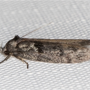 Oenochroa ochrosoma at Melba, ACT - 3 Feb 2025 09:39 PM