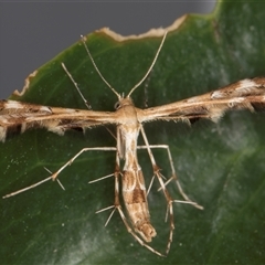 Sphenarches anisodactylus (Geranium Plume Moth) at Melba, ACT - 3 Feb 2025 by kasiaaus