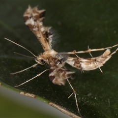 Sphenarches anisodactylus at Melba, ACT - 3 Feb 2025 11:11 PM