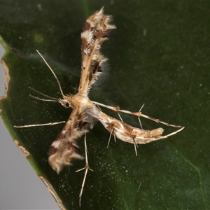 Sphenarches anisodactylus at Melba, ACT - 3 Feb 2025 11:11 PM