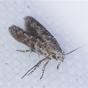 Leptozestis and Trachydora (genera) at Melba, ACT - 3 Feb 2025 11:12 PM