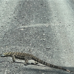 Varanus rosenbergi at Brownlow Hill, NSW - Today by MaxDownes