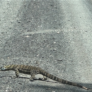 Varanus rosenbergi at Brownlow Hill, NSW - Yesterday by MaxDownes