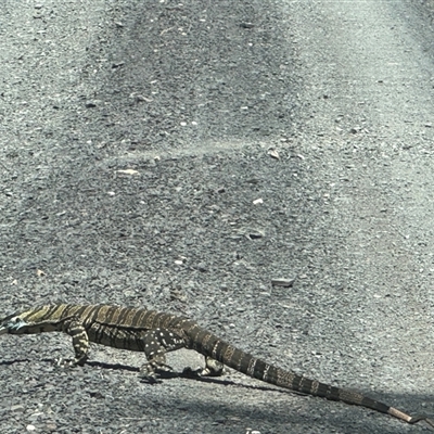 Varanus rosenbergi at Brownlow Hill, NSW - Today by MaxDownes