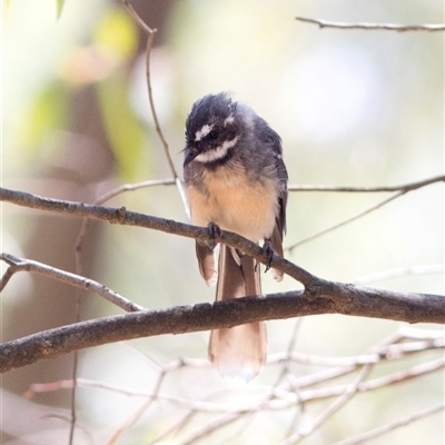 Rhipidura albiscapa (Grey Fantail) at Paddys River, ACT - 6 Feb 2025 by JudithRoach