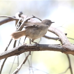 Sericornis frontalis (White-browed Scrubwren) at Paddys River, ACT - 6 Feb 2025 by JudithRoach