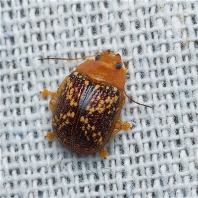 Paropsis aspera (Eucalyptus Tortoise Beetle) at Harrison, ACT - 1 Feb 2025 by DPRees125