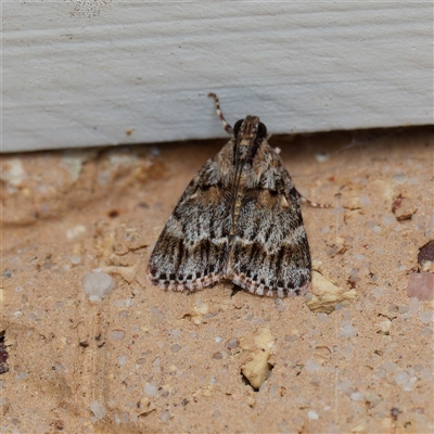 Spectrotrota fimbrialis (A Pyralid moth) at Harrison, ACT - 1 Feb 2025 by DPRees125