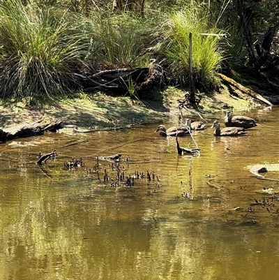 Anas superciliosa (Pacific Black Duck) at Kambah, ACT - 6 Feb 2025 by SimoneC