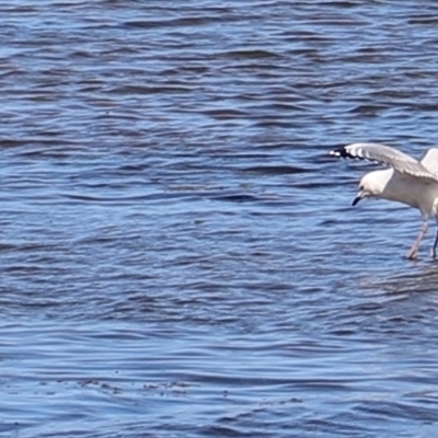 Chroicocephalus novaehollandiae (Silver Gull) at Orford, TAS - 6 Feb 2025 by JimL