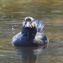 Biziura lobata (Musk Duck) at Kambah, ACT - 6 Feb 2025 by SimoneC