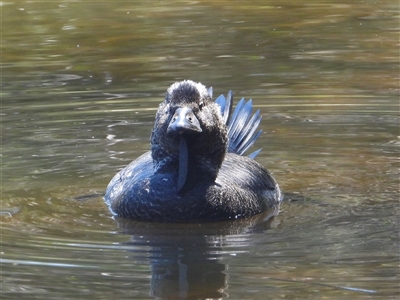 Biziura lobata (Musk Duck) at Kambah, ACT - Yesterday by SimoneC