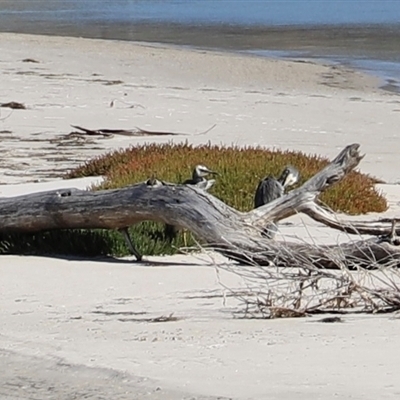 Egretta novaehollandiae (White-faced Heron) at Orford, TAS - 6 Feb 2025 by JimL