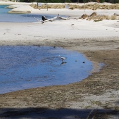 Egretta novaehollandiae at Orford, TAS - suppressed