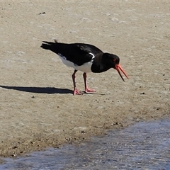 Haematopus longirostris (Australian Pied Oystercatcher) at Orford, TAS - 6 Feb 2025 by JimL