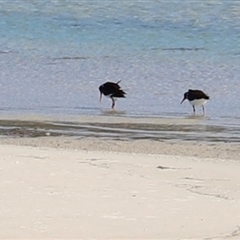 Haematopus longirostris at Orford, TAS - suppressed