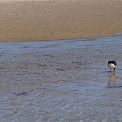 Haematopus longirostris at Orford, TAS - suppressed