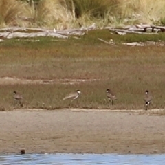 Vanellus miles (Masked Lapwing) at Orford, TAS - 6 Feb 2025 by JimL