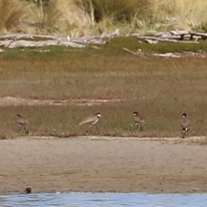 Vanellus miles at Orford, TAS - 6 Feb 2025 04:17 PM