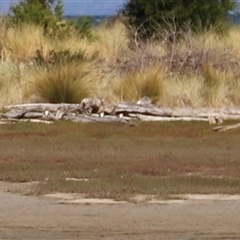 Vanellus miles at Orford, TAS - 6 Feb 2025 04:17 PM