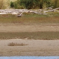 Vanellus miles at Orford, TAS - 6 Feb 2025 04:17 PM