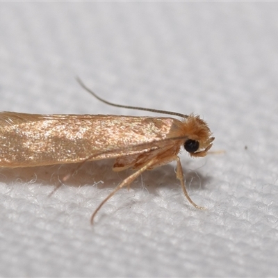 Tineola bisselliella (Webbing Clothes Moth) at Jerrabomberra, NSW by DianneClarke