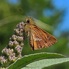 Dispar compacta (Barred Skipper) at Braidwood, NSW - 6 Feb 2025 by MatthewFrawley