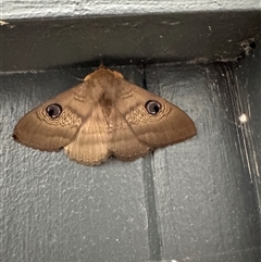 Dasypodia selenophora (Southern old lady moth) at Tharwa, ACT - 6 Feb 2025 by SimoneC