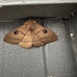 Dasypodia selenophora (Southern old lady moth) at Tharwa, ACT - Yesterday by SimoneC