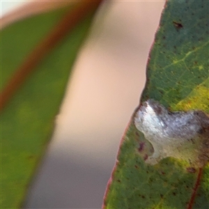 Psyllidae sp. (family) (Unidentified psyllid or lerp insect) at Campbell, ACT - 5 Feb 2025 by Hejor1