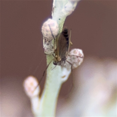 Chironomidae (family) (Non-biting Midge) at Campbell, ACT - 5 Feb 2025 by Hejor1