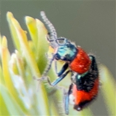 Dicranolaius sp. (Flower beetle) at Campbell, ACT - Yesterday by Hejor1