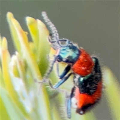 Dicranolaius sp. (Flower beetle) at Campbell, ACT - 5 Feb 2025 by Hejor1