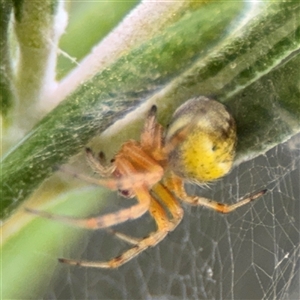 Araneus albotriangulus at Campbell, ACT - 5 Feb 2025 by Hejor1