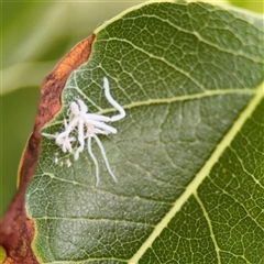 Protyora sterculiae (Kurrajong star psyllid) at Campbell, ACT - Yesterday by Hejor1