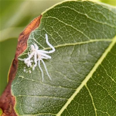 Protyora sterculiae (Kurrajong star psyllid) at Campbell, ACT - 5 Feb 2025 by Hejor1