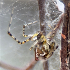 Theridion pyramidale at Campbell, ACT - 5 Feb 2025 by Hejor1