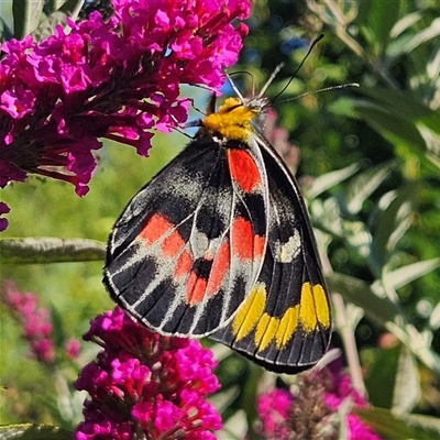 Delias harpalyce (Imperial Jezebel) at Braidwood, NSW - 6 Feb 2025 by MatthewFrawley