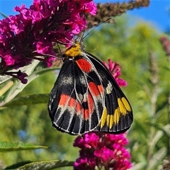 Delias harpalyce at Braidwood, NSW - 6 Feb 2025 05:54 PM