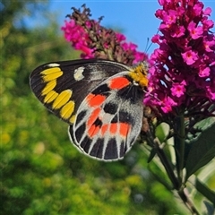 Delias harpalyce at Braidwood, NSW - 6 Feb 2025 05:54 PM