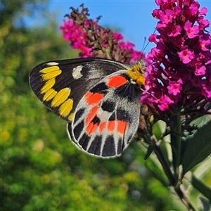 Delias harpalyce at Braidwood, NSW - 6 Feb 2025 05:54 PM