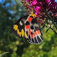 Delias harpalyce at Braidwood, NSW - 6 Feb 2025 05:54 PM