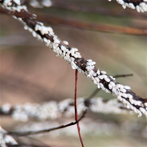 Coccoidea (superfamily) (Mealy bug or scale insect) at Campbell, ACT - 5 Feb 2025 by Hejor1