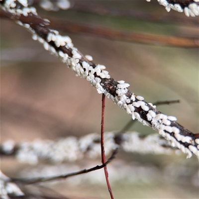 Monophlebulus sp. (genus) at Campbell, ACT - Yesterday by Hejor1