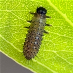 Paropsisterna beata (Blessed Leaf Beetle) at Campbell, ACT - 5 Feb 2025 by Hejor1