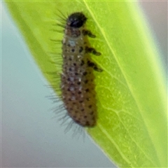 Paropsisterna beata at Campbell, ACT - 5 Feb 2025 01:13 PM