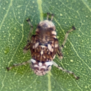 Brunotartessus fulvus at Campbell, ACT - 5 Feb 2025 01:13 PM