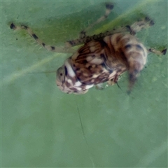 Brunotartessus fulvus at Campbell, ACT - 5 Feb 2025 01:13 PM